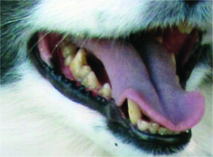 Save Your Dog’s Teeth with Home Care