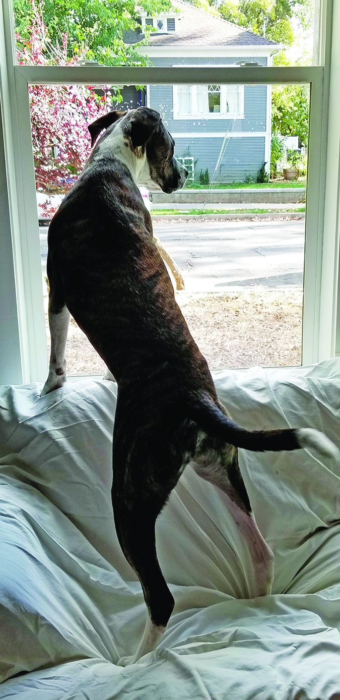 Five Steps To Stopping Unwanted Behavior Whole Dog Journal