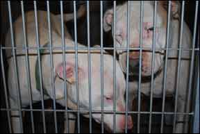 Abused Dogs