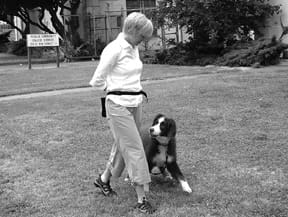 Teach Your Dog to Walk on Leash
