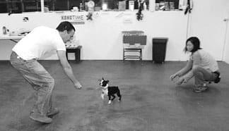 Consistent Dog Training With Regards to Men and Women