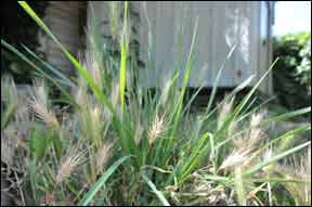 Foxtails are a West Coast Danger to Dogs