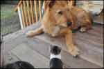 Otto’s Next Challenge: Kitten Camp