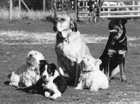 Multi-Dog Household