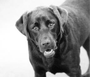 Clean Teeth, Healthy Dogs