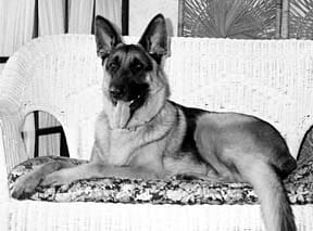 Hidden Killers in Dog Food