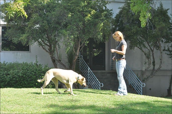 teaching dog to come