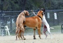 small dog mounting big dog