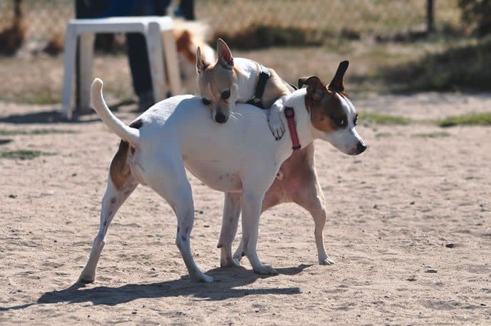 dog park humping