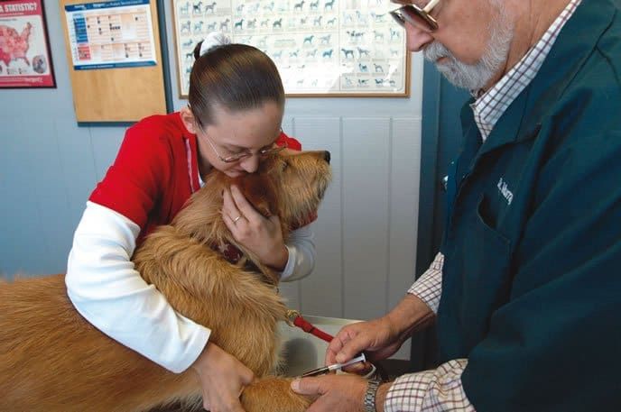 Get Your Dog s Bloodwork Whole Dog Journal