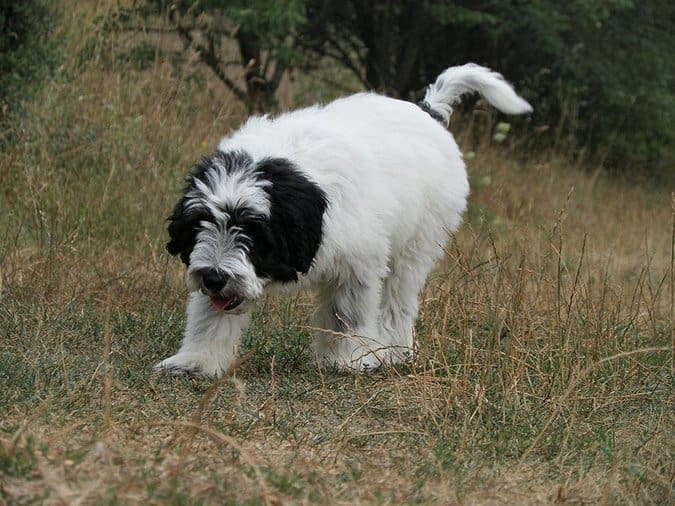 29 Dog Breeds Predisposed to Hypothyroidism