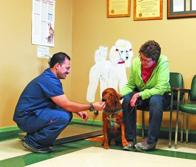 Make Vet Visits Less Scary Whole Dog Journal