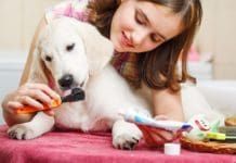 can dogs have regular toothpaste