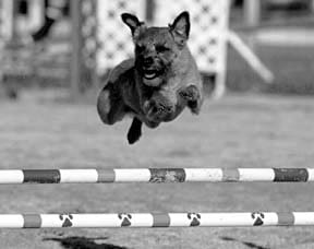Holistic Dog Care and Holistic Checkups for Athletic Dogs