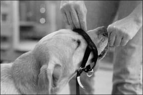 Canine Head Halter