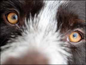 How to Photograph Your Dog Like A Pro!