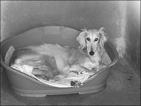 puppies downunder puppy farm