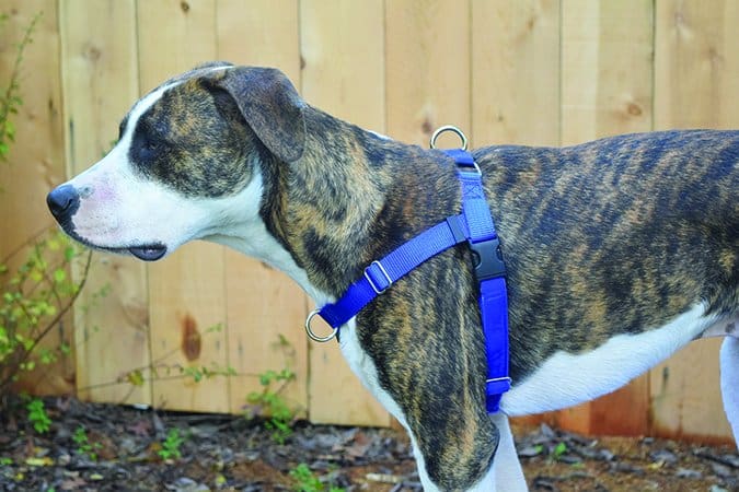freedom no pull dog harness