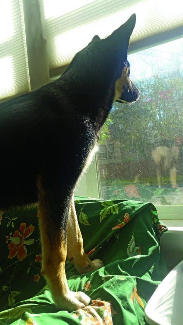 Ways to Stop a Dog from Whining Whole Dog Journal