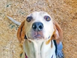 barrier shock collar for dogs