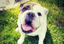 Puppies Don T Belong On Craigslist Or Facebook Whole Dog Journal