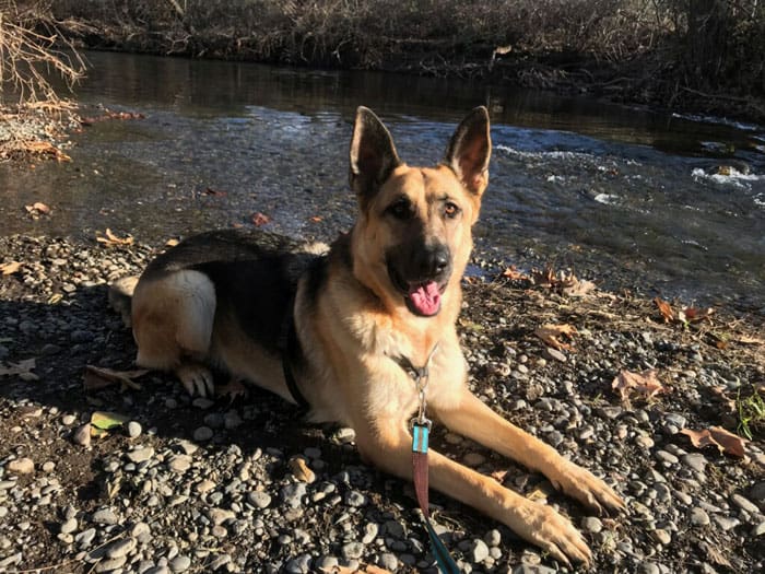 Dog Trainers Save Lives