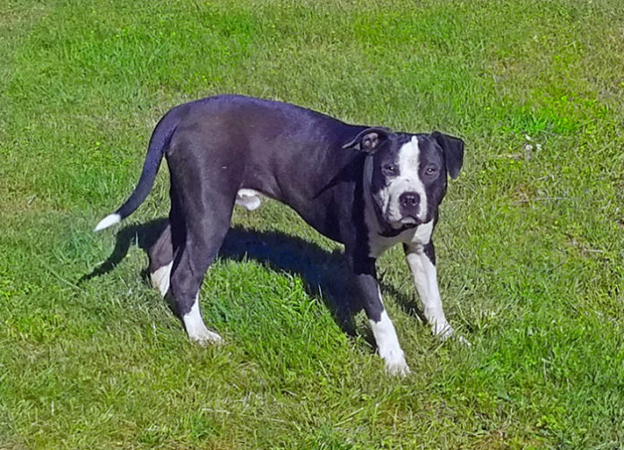 lostpitmix700