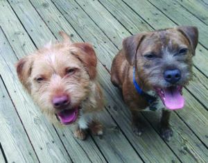 Are Two Pups Better Than One? Are Two Pups Better Than One?