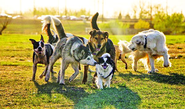 cholorogenic acid cholorogenic acid