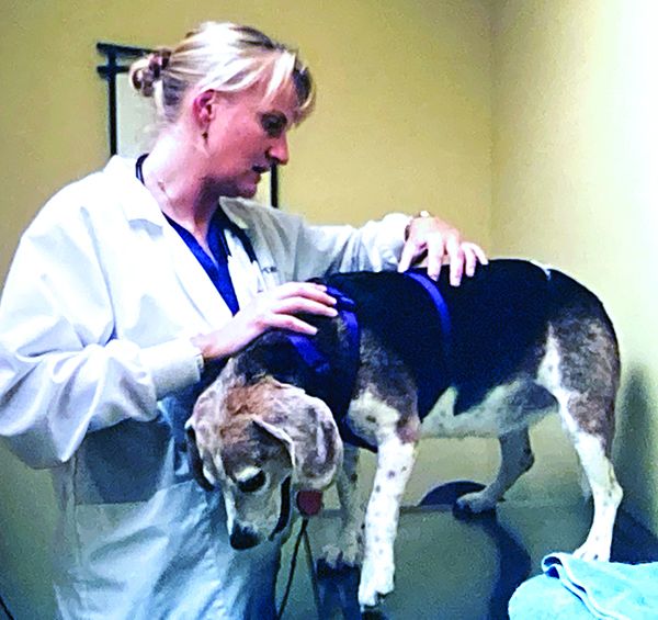 What Causes Sudden Hind Leg Weakness In Dogs Whole Dog Journal