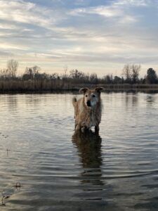 An overabundance of needy dogs otto, dog swimming in pond