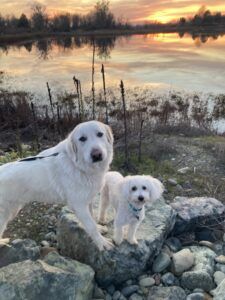 An overabundance of needy dogs pyrenees and malti-poo