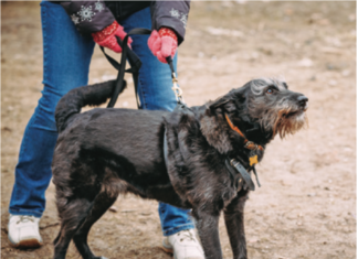 why do dogs growl at people