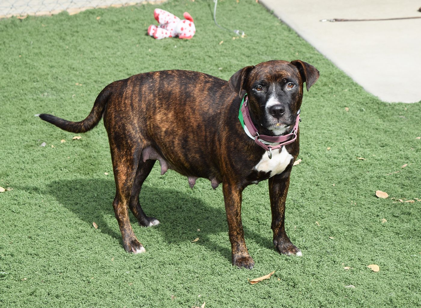 How Long Are Dogs Pregnant Dog Gestation Period