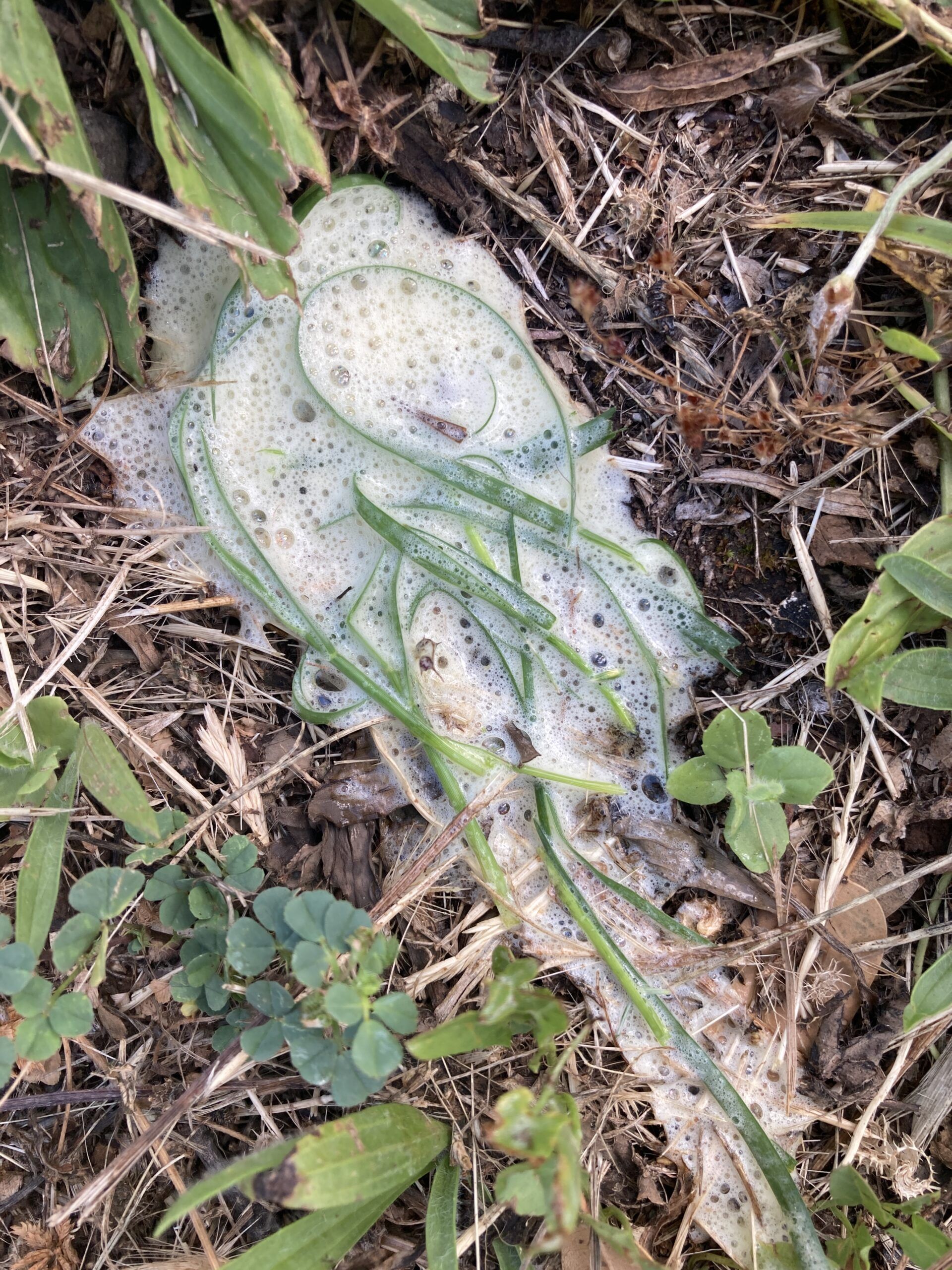 Why Do Dogs Eat Grass (and Should They Stop?) Whole Dog Journal