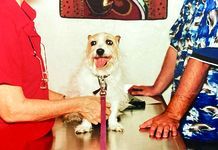 All About UTIs in Dogs