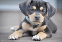 Supplies and Equipment for Your New Puppy Puppy Basics