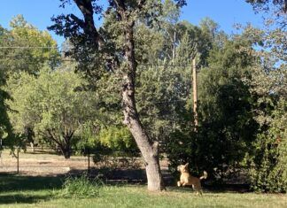 Boone & The Squirrel: Recall When Your Dog is Distracted dog jumping at tree