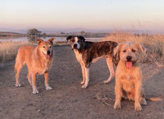 Dog Breed Biases: We All Have Them (Admit it!) three mutt dogs