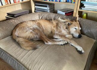 When the cost of pet health insurance rises… dog sleeping on dog bed