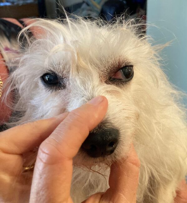 Bulging Eyes in Dogs Whole Dog Journal