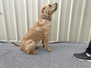 How to Teach Your Dog to Lie Down on Cue