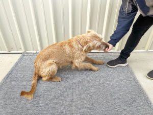 How to Teach Your Dog to Lie Down on Cue