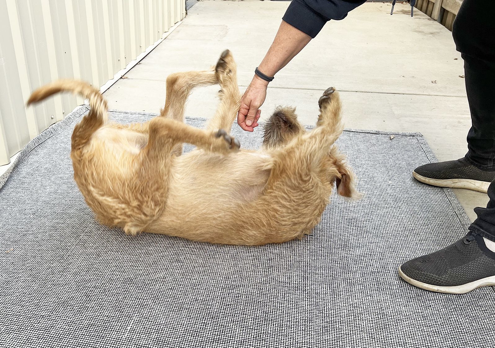 How to Train Your Dog to Roll Over - Whole Dog Journal