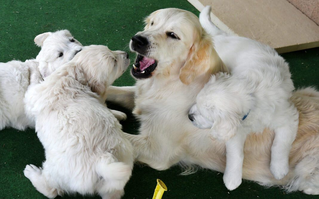View of Hip Dysplasia in Dogs - Whole Dog Journal