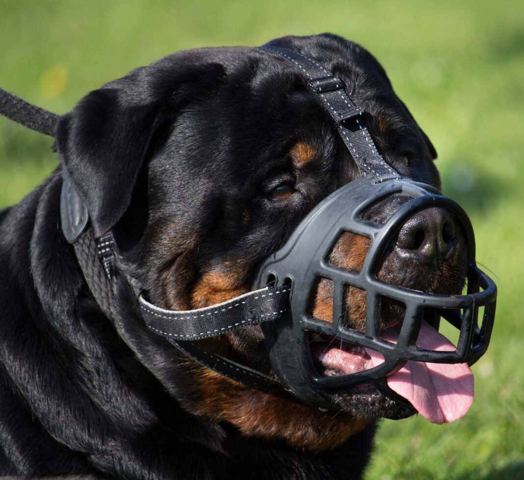 How to Keep a Dog From Eating Everything He Sees Whole Dog Journal