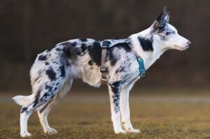 The Best Dog-Walking Gear - Whole Dog Journal white pine outfitters