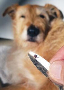 Lyme Disease - Whole Dog Journal Enfermedad de Lyme