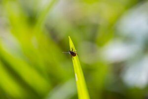 Lyme Disease - Whole Dog Journal Enfermedad de Lyme