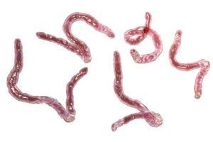 Worms in Dogs - Whole Dog Journal hookworms